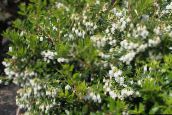 foto Flores do Jardim Gaultheria, Checkerberry branco