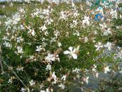 foto Flores do Jardim Gaura branco