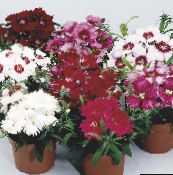 foto Vrtne Cvjetovi Dianthus, Porculan Roze, Dianthus chinensis bijela