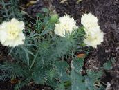 foto Have Blomster Nellike, Dianthus caryophyllus hvid