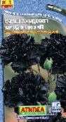 фото Садові Квіти Гвоздика Шабо, Dianthus caryophyllus чорний