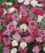 φωτογραφία Λουλούδια κήπου Γαρύφαλλο, Dianthus caryophyllus ροζ