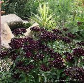 bilde Hage Blomster Søt William, Dianthus barbatus svart