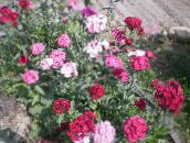 фото Садовые цветы Гвоздика турецкая, Dianthus barbatus розовый