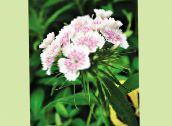 foto I fiori da giardino William Dolce, Dianthus barbatus bianco