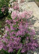 φωτογραφία Λουλούδια κήπου Δίανθος Εποχιακών, Dianthus x allwoodii, Dianthus  hybrida, Dianthus  knappii πασχαλιά