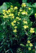 ფოტო ბაღის ყვავილები Dianthus Perrenial, Dianthus x allwoodii, Dianthus  hybrida, Dianthus  knappii ყვითელი