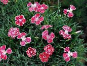 ფოტო ბაღის ყვავილები Dianthus Perrenial, Dianthus x allwoodii, Dianthus  hybrida, Dianthus  knappii წითელი