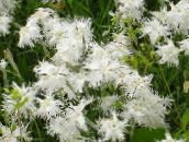 φωτογραφία Λουλούδια κήπου Δίανθος Εποχιακών, Dianthus x allwoodii, Dianthus  hybrida, Dianthus  knappii λευκό