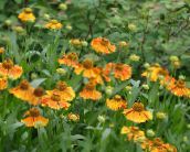 fotografie Zahradní květiny Sneezeweed, Helenin Květina, Dogtooth Sedmikráska, Helenium autumnale oranžový