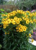foto I fiori da giardino Helenium Autumnale, Fiore Di Helen, Dente Di Cane Margherita giallo