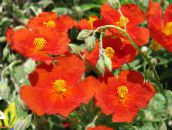 снимка Градински цветове Желтак, Helianthemum червен
