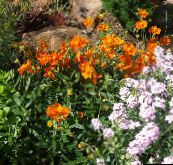 fotoğraf Bahçe çiçekleri Kaya Gül, Helianthemum turuncu