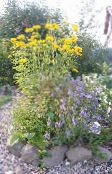 foto Dārza Ziedi Nepatiesa Saulespuķu, Vērsis-Eye, Saulespuķu Heliopsis, Heliopsis helianthoides dzeltens
