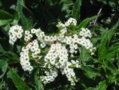 фото Садовые цветы Гелиотроп, Heliotropium белый