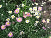 φωτογραφία Λουλούδια κήπου Χαρτί Μαργαρίτα, Sunray, Helipterum λευκό