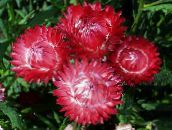 fotoğraf Bahçe çiçekleri Kağıt Papatya, Sunray, Helipterum kırmızı