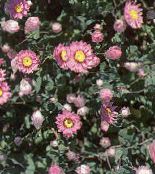 照片  纸菊花，新蕾, Helipterum 粉红色