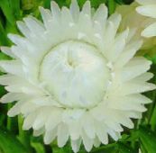 foto Flores de jardín Siemprevivas, Margarita De Papel, Helichrysum bracteatum blanco