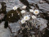 fénykép Kerti Virágok Helichrysum Évelő fehér