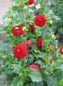foto I fiori da giardino Dalia, Dahlia rosso