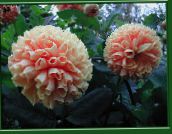roze Dahlia