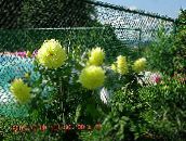 foto I fiori da giardino Dalia, Dahlia giallo