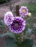 ფოტო ბაღის ყვავილები Dahlia მეწამული