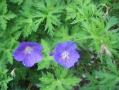 bilde Hage Blomster Hardfør Geranium, Vill Geranium lyse blå