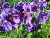violetti Hardy Geranium, Villi Geranium