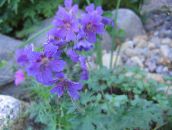 nuotrauka Sodo Gėlės Hardy Pelargonija, Laukinė Pelargonija, Geranium mėlynas