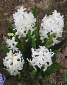 foto Have Blomster Hollandsk Hyacint, Hyacinthus hvid