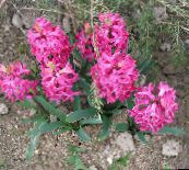 foto Flores de jardín Jacinto Holandés, Hyacinthus rosa