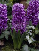 fotografie Záhradné kvety Holandčina Hyacint, Hyacinthus fialový