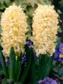 fotografie Záhradné kvety Holandčina Hyacint, Hyacinthus žltá