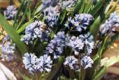 fotografie Záhradné kvety Hyacinthella Pallasiana modrá
