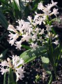 bilde Hage Blomster Hyacinthella Pallasiana hvit