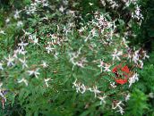 fotoğraf Bahçe çiçekleri Bowmans Kökü, , Gillenia trifoliata beyaz