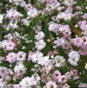 fotografie Zahradní květiny Gypsophila, Gypsophila paniculata růžový