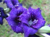 снимка Градински цветове Гладиола, Gladiolus син