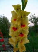 foto Tuin Bloemen Zwaardlelie, Gladiolus geel