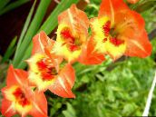 φωτογραφία Λουλούδια κήπου Γλαδιόλα, Gladiolus πορτοκάλι