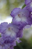 photo les fleurs du jardin Glaïeul, Gladiolus bleu ciel