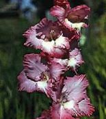 снимка Градински цветове Гладиола, Gladiolus винен