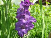 фото Садовые цветы Гладиолус (Шпажник), Gladiolus фиолетовый