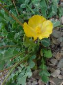 fotografija Vrtno Cvetje Morje Mak, Horned Mak, Glaucium rumena
