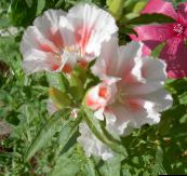 foto Flores de jardín Atlasflower, -Despedida-De Primavera, Godetia blanco