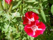 vermelho Atlasflower, Adeus-A-Mola, Godetia