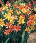 fotoğraf Bahçe çiçekleri Cape Lale, Homeria collina, Moraea collina turuncu