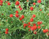 bilde Hage Blomster Globus Amaranth, Gomphrena globosa rød